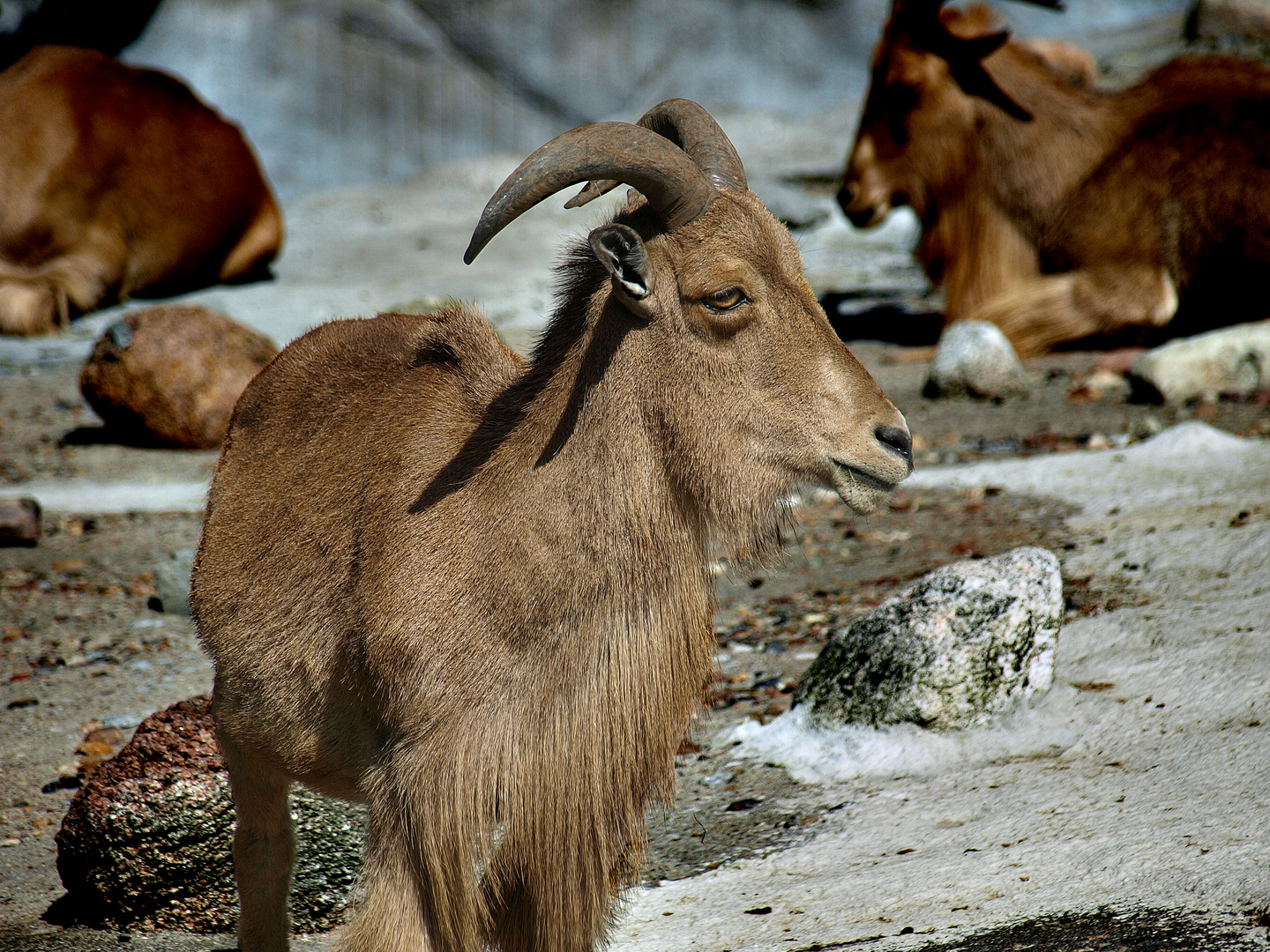 Zoopark Hagenbeck #04