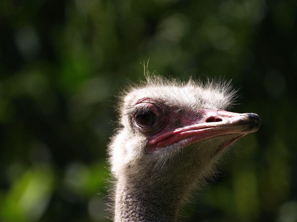 Zoopark Hagenbeck #05