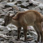 Zoopark Hagenbeck #06