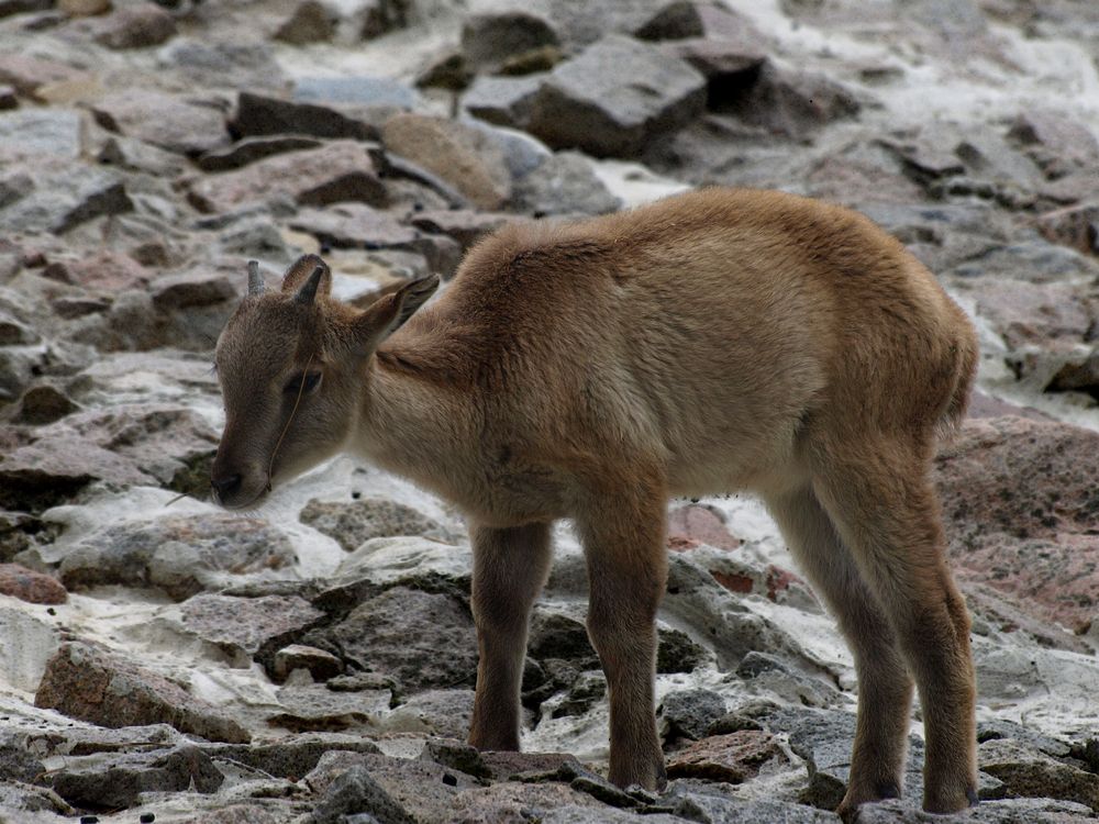 Zoopark Hagenbeck #06