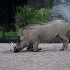 Zoopark Hagenbeck #08