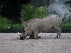 Zoopark Hagenbeck #08