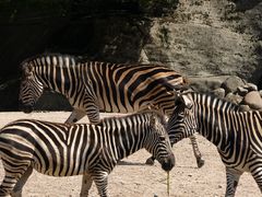 Zoopark Hagenbeck #12