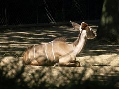 Zoopark Hagenbeck #13