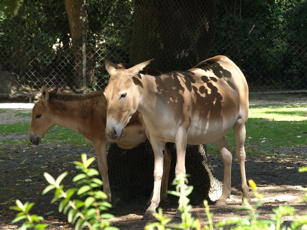 Zoopark Hagenbeck #14