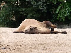 Zoopark Hagenbeck #15