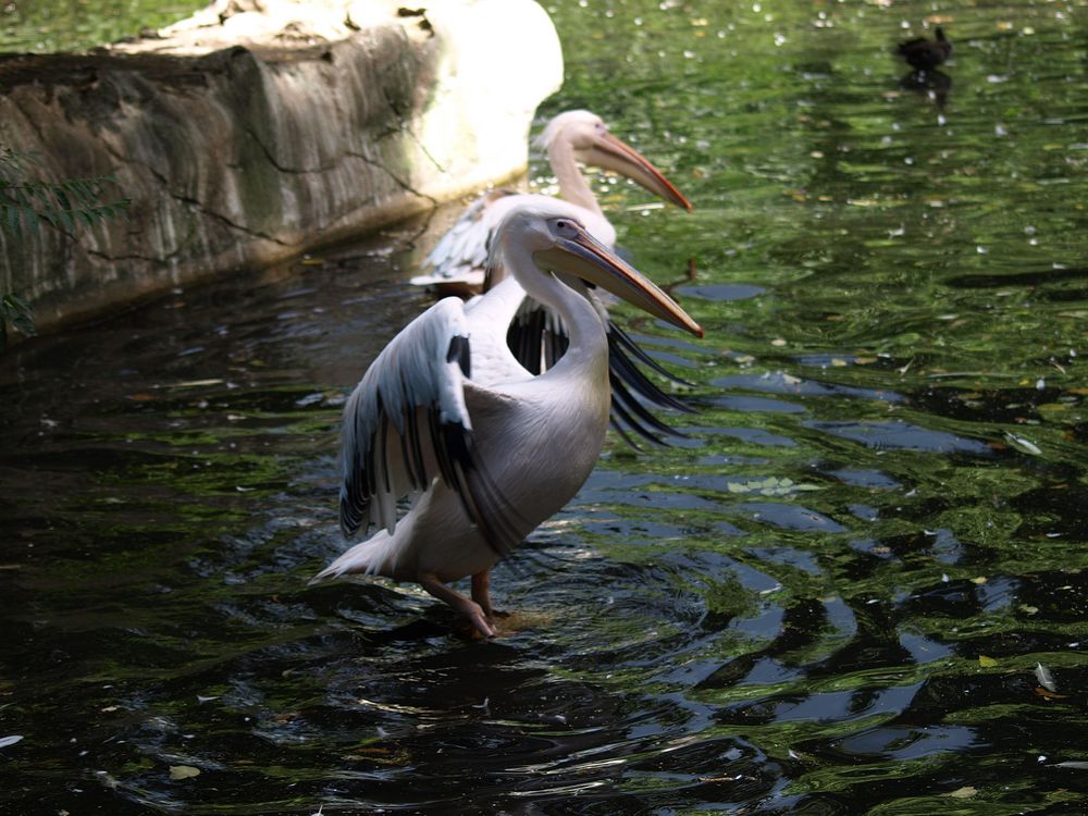 Zoopark Hagenbeck #16