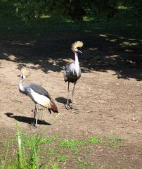 Zoopark Hagenbeck #17