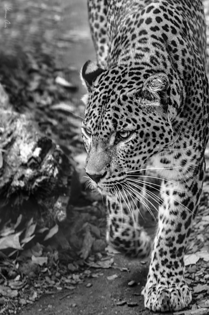 ZooPresos: Leopardo...