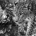 ZooPresos: Leopardo...