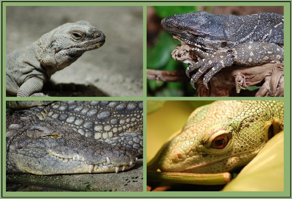 Zooreptiliencollage