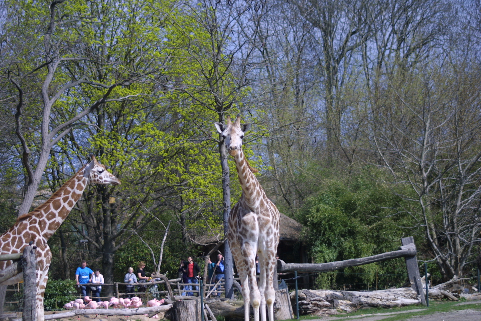 Zooschaufenster