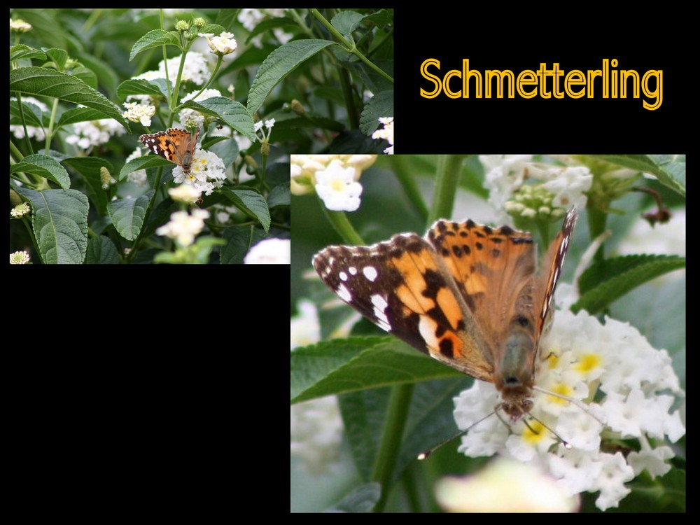 ZOO_Stuttgart_"Wilhelma"__Schmetterling