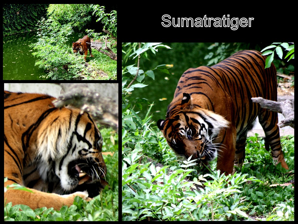 ZOO_Stuttgart_"Wilhelma"__Tiger fühlt sich sehr wohl in seinem schönem Gehege