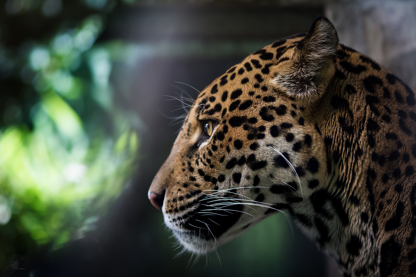 Zootiere Foto & Bild | tiere, zoo, wildpark & falknerei, säugetiere