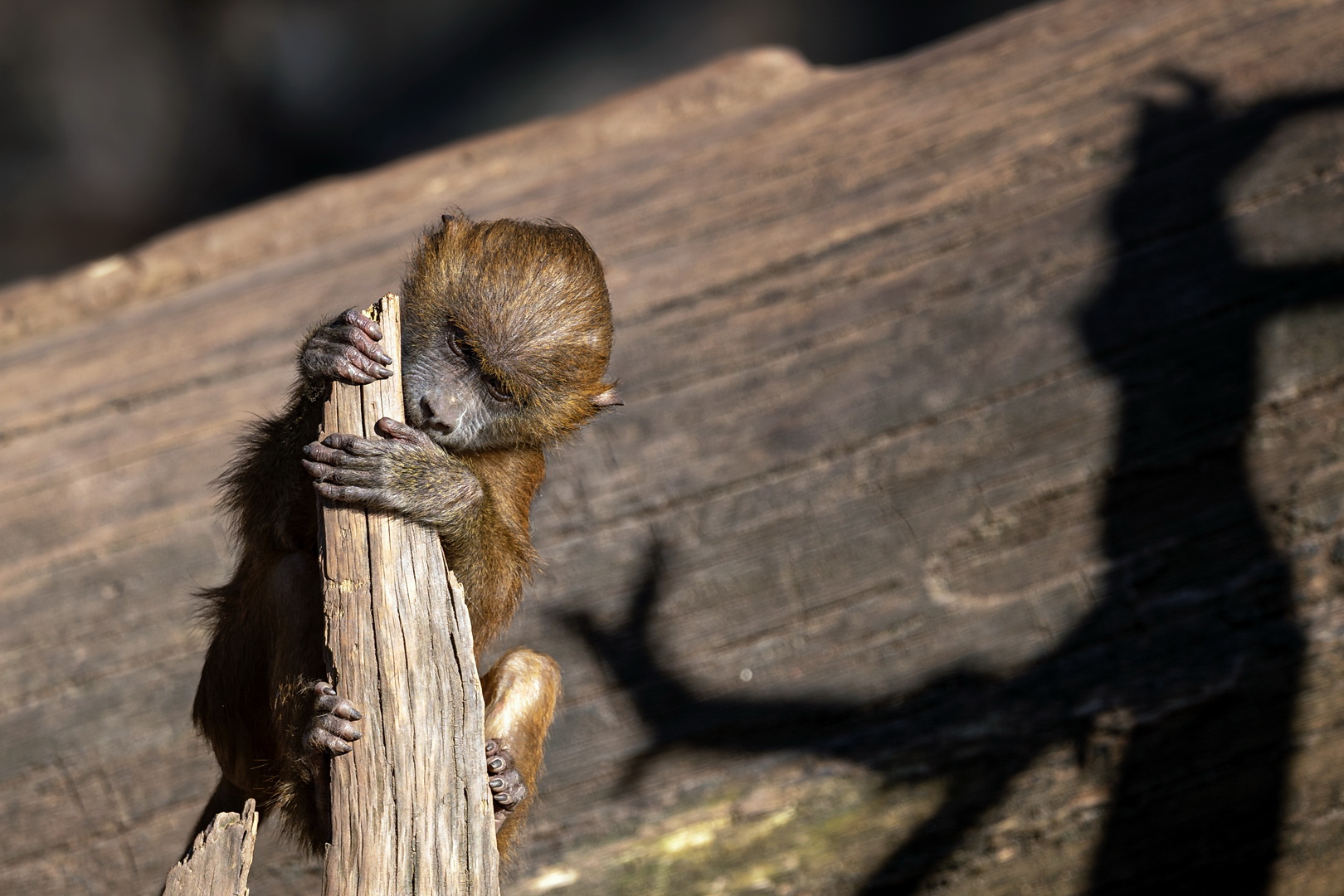 Zootieren in der Ukraine droht der Hungertod