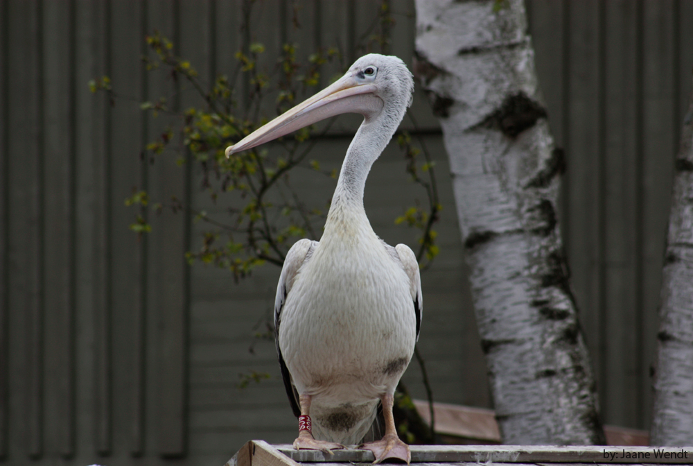 Zoowächter