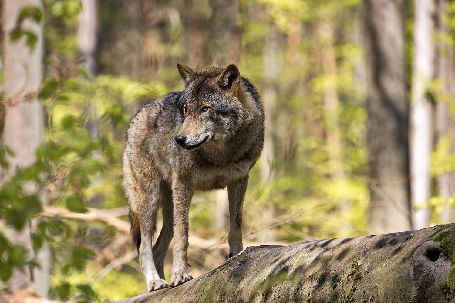 Zoowolf Foto & Bild | tiere, wolf, zoo Bilder auf fotocommunity