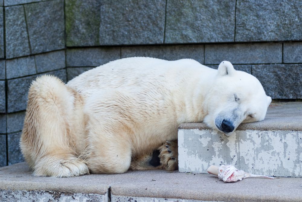 Zoo_Wuppertal #1