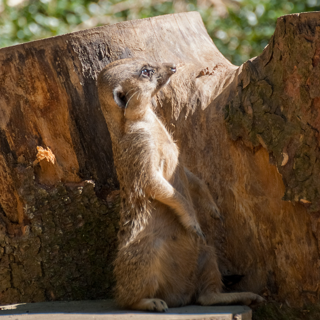 Zoo_Wuppertal #4