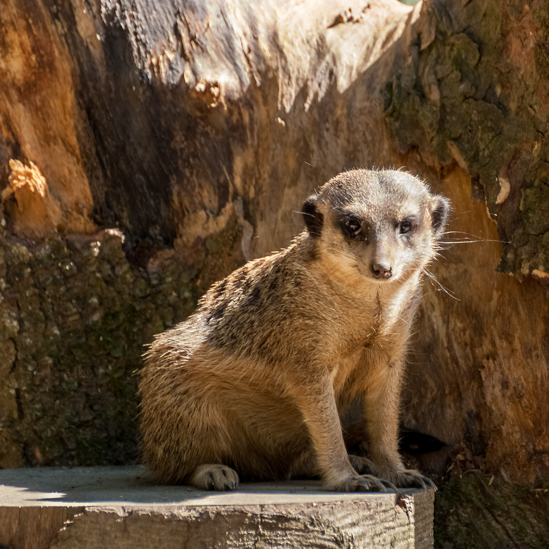 Zoo_Wuppertal #5