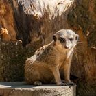 Zoo_Wuppertal #5