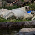 Zoo_Zoom Erlebniswelt-V08