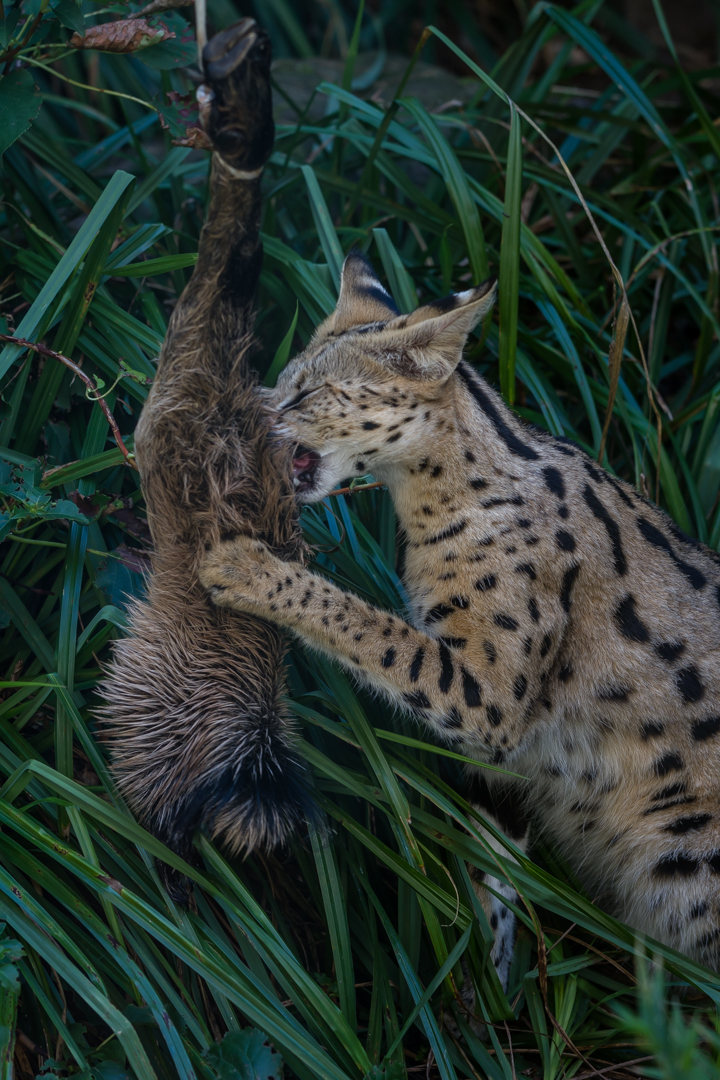 Zoo_Zoom Erlebniswelt-V13