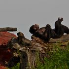 Zoo_Zoom Erlebniswelt12