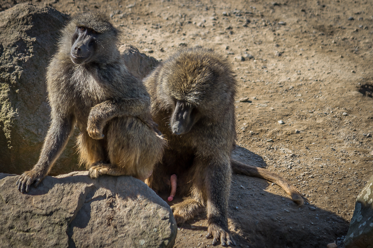 Zoo_Zoom Erlebniswelt14