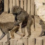 Zoo_Zoom Erlebniswelt15