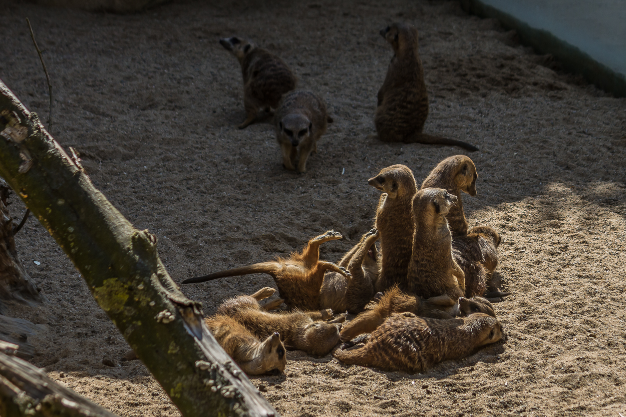 Zoo_Zoom Erlebniswelt16