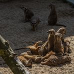 Zoo_Zoom Erlebniswelt16