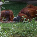 Zoo_Zoom Erlebniswelt20