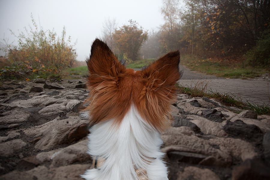 Zora genießt den Herbst :-)) 