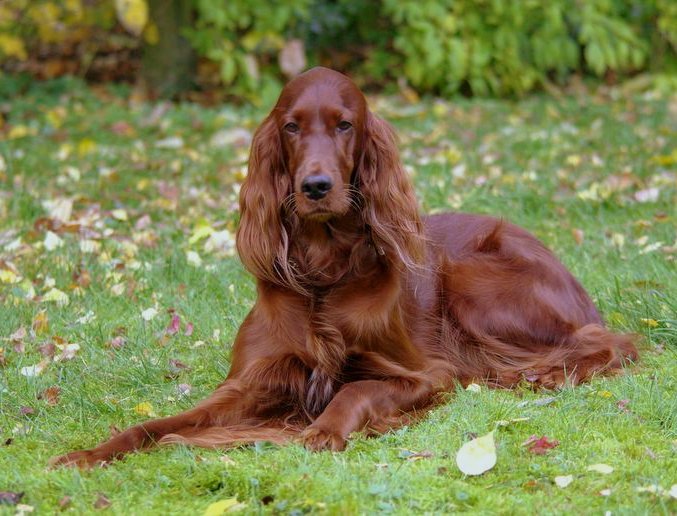 Zora im Herbstgarten