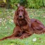 Zora im Herbstgarten