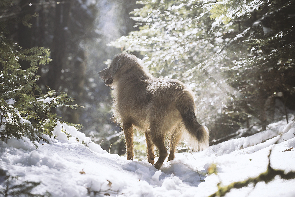 Zora im Schnee