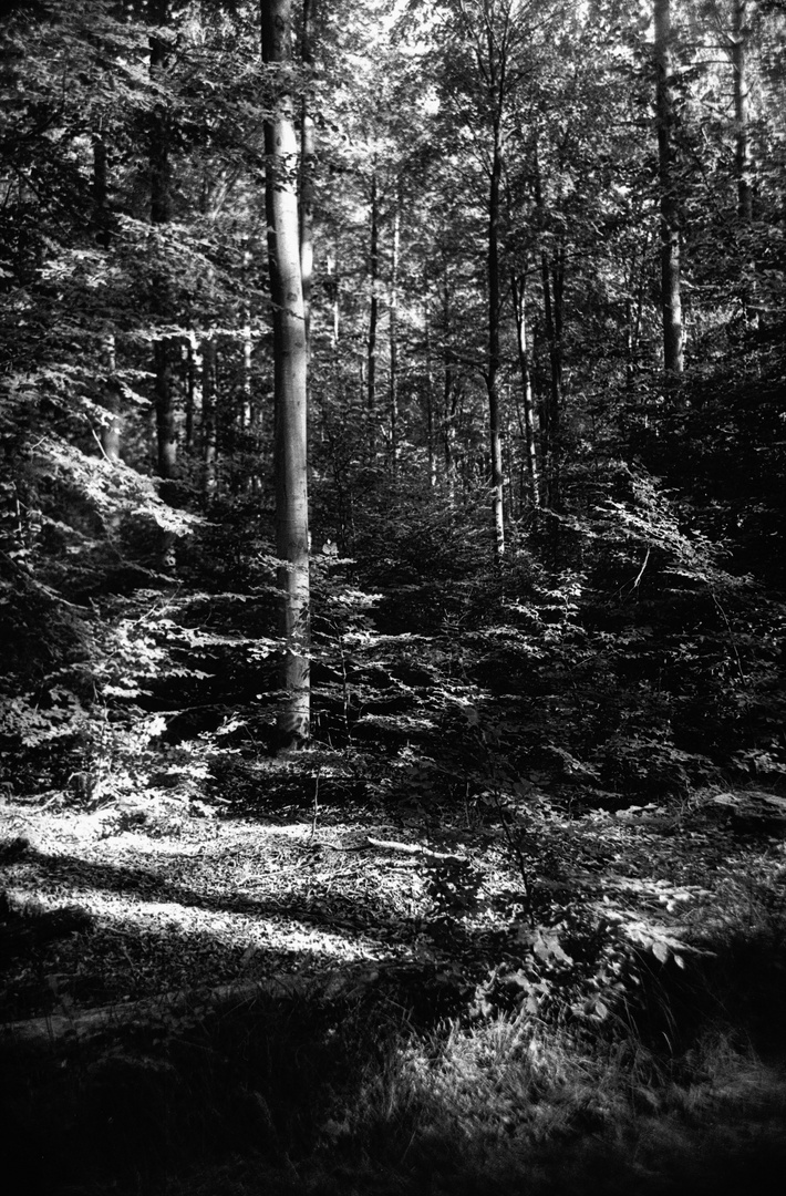 Zorki Schönbuch oder Waldneuigkeiten