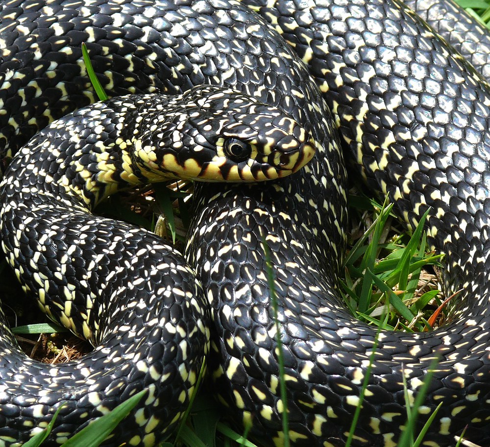 Zornnatter Foto & Bild tiere, wildlife, amphibien & reptilien Bilder