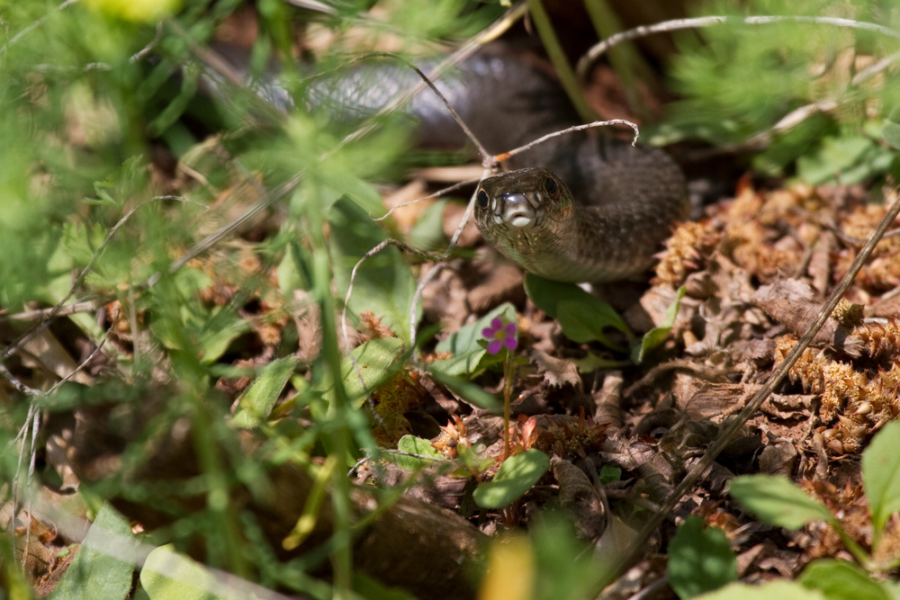 Zornnatter ( Hierophis viridiflavus)