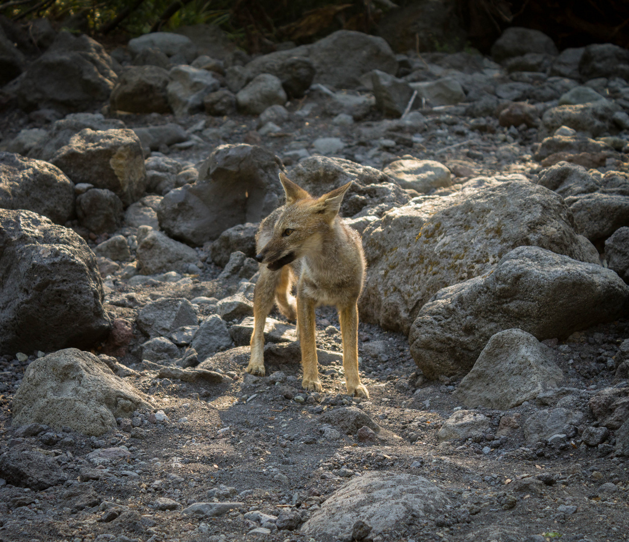 Zorrito