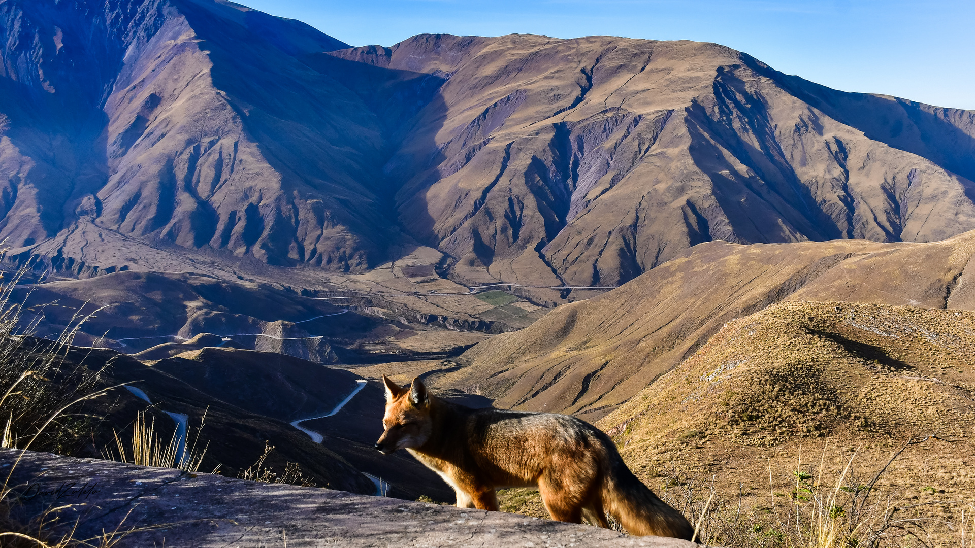 Zorrito Colorado.