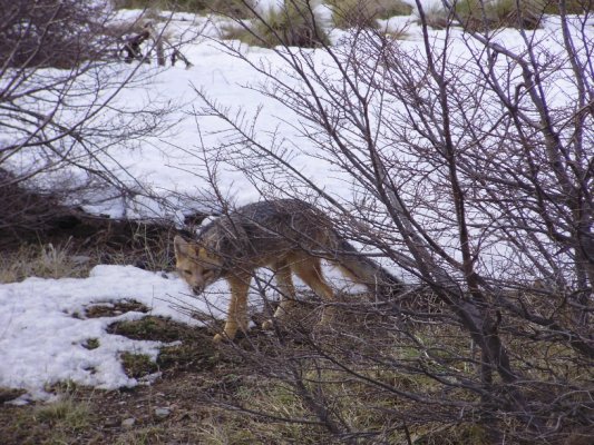 zorrito culpeo al asecho