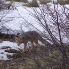 zorrito culpeo al asecho