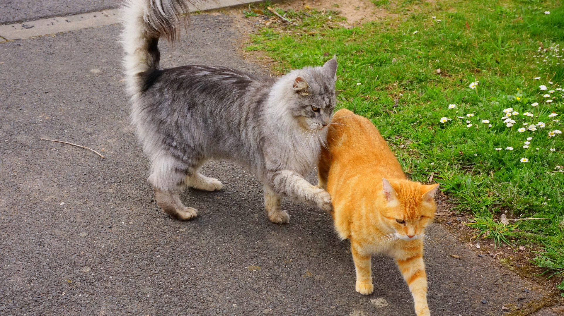 Zorrito y Zamiro (Fuchsie und Zamiro)