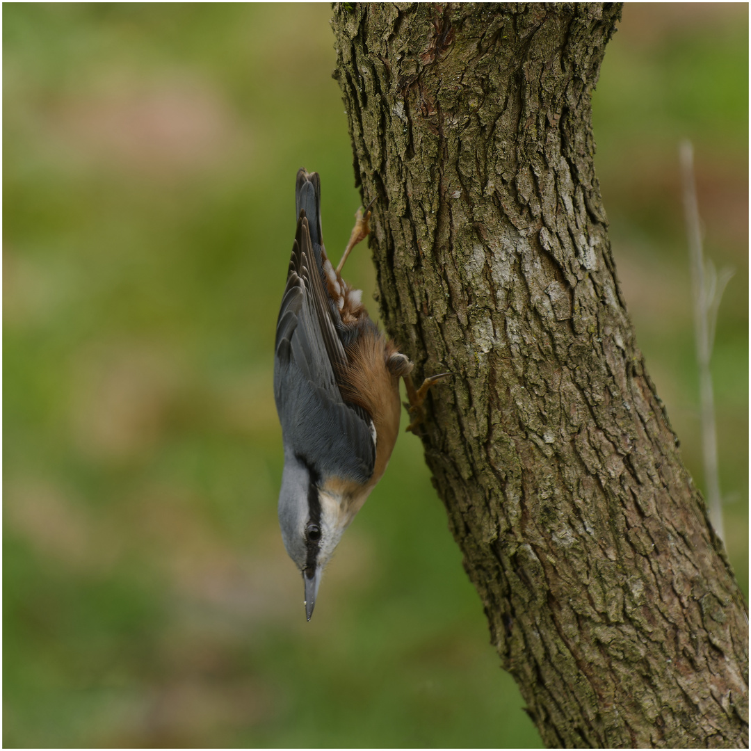 Zorro Foto & Bild | spezial, natur, tiere Bilder auf fotocommunity