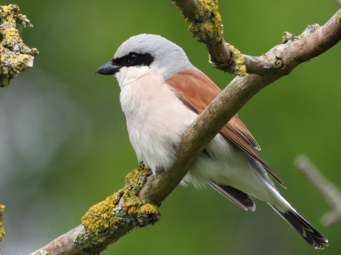 ZORRO !? Foto & Bild | tiere, wildlife, wild lebende vögel Bilder auf ...