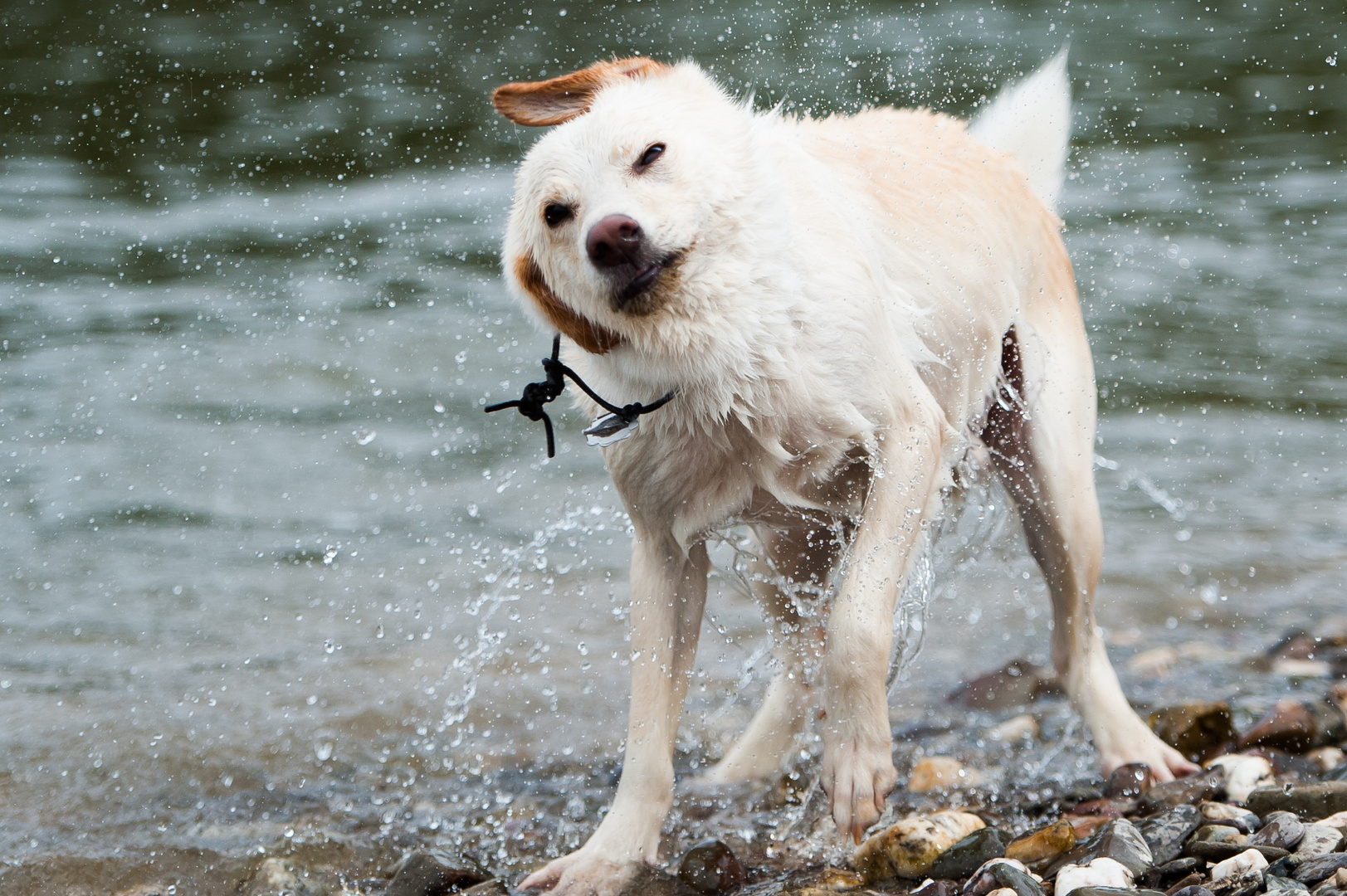 Zorro beim Schwimmen