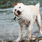 Zorro beim Schwimmen